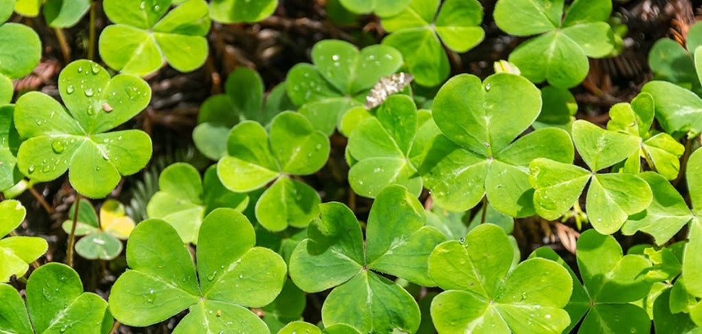 March happenings and shop news